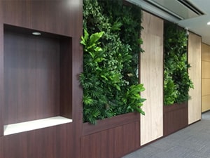 壁面緑化 【 屋内:プラティコ式壁面緑化パネル使用 】 60