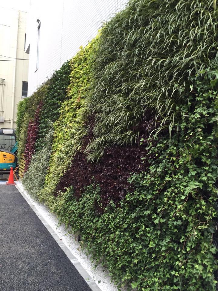 壁面緑化 【 屋外:カセット式壁面パネル使用 】 25の施工写真2