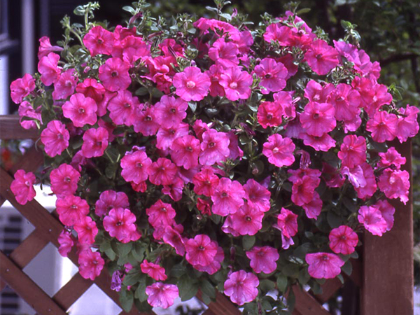 ハンギングバスケット108の施工写真