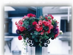 ハンギングバスケット48の施工写真
