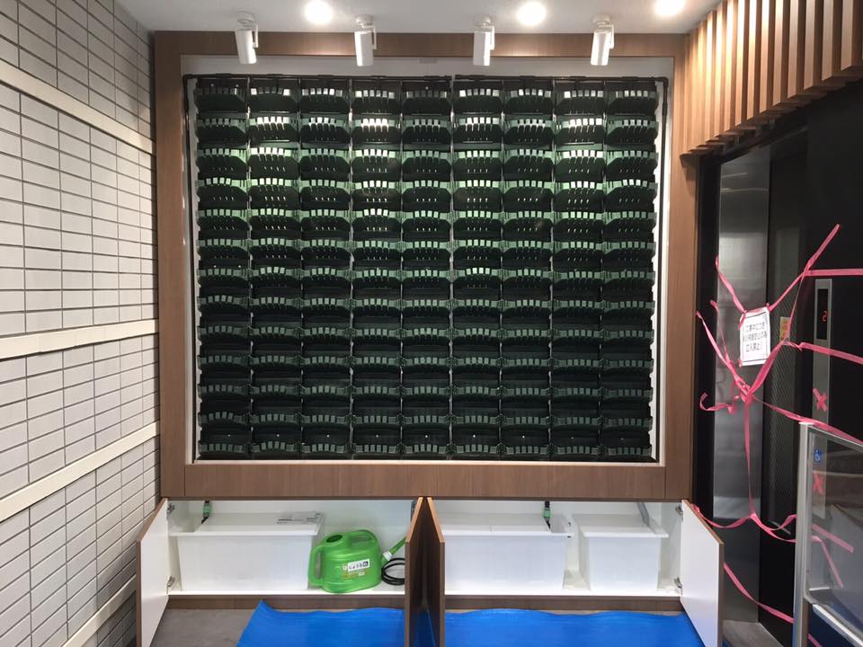 壁面緑化 【 屋内:プラティコ式壁面緑化パネル使用 】 151の施工写真2