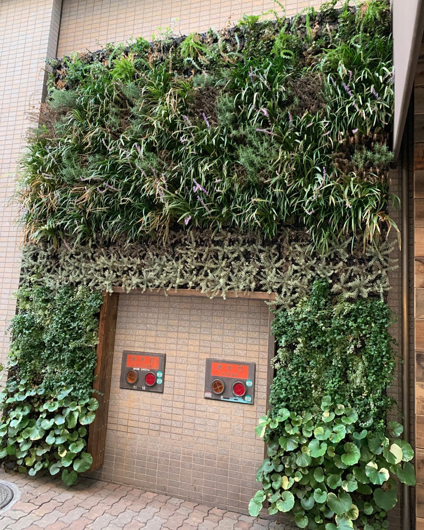 壁面緑化 【 屋外:カセット式壁面パネル使用 】 128の施工写真2