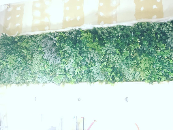 屋内壁面緑化プラティコ