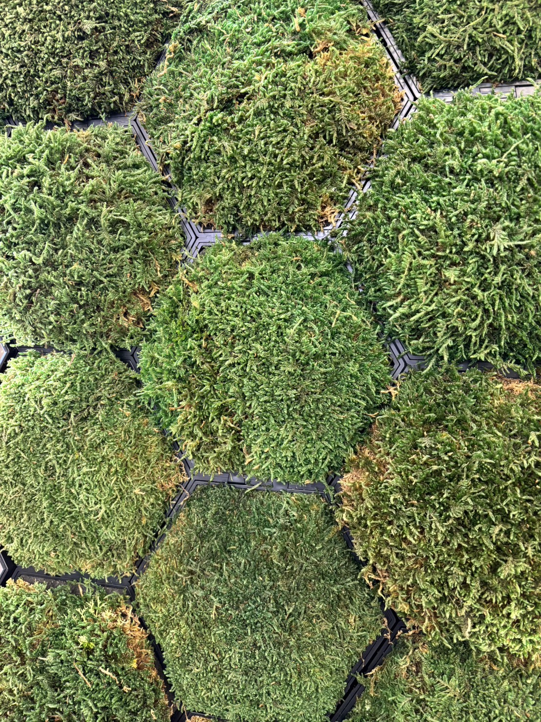 苔ユニット（人工苔）